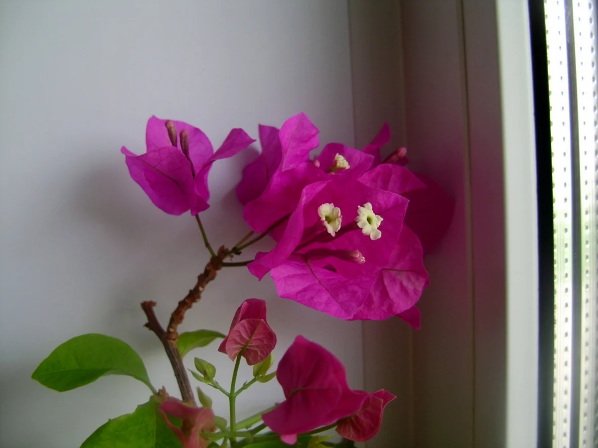 Бумажный цветок бугенвиллия