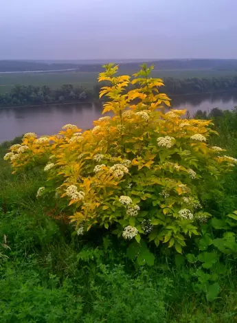 Бузина красная