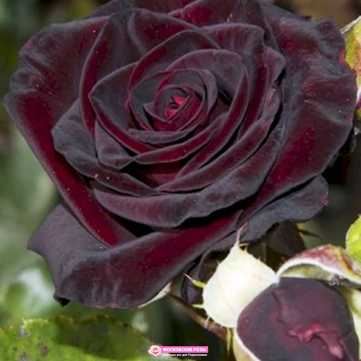 Чайно-гибридная роза Блэк баккара Black Baccara