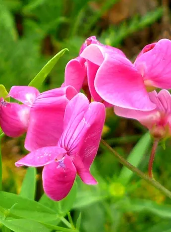 Чина Лесная Lathyrus Sylvestris