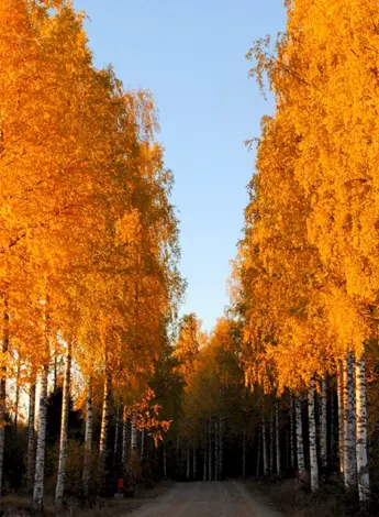 Деревья клены березы