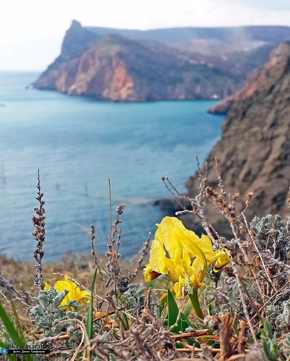 Какого цвета крым. Крымские цветы. Крымские горные цветы. Дикие цветы Крыма. Весенние цветы Крыма.