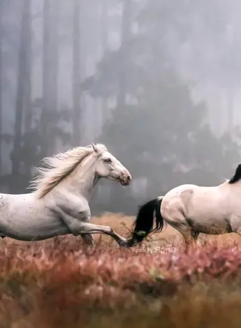 Две лошади в поле