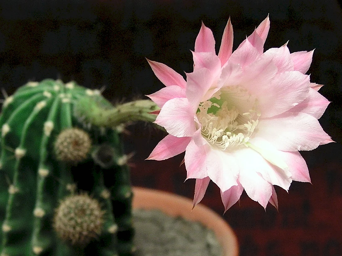 Эхинопсис цветение