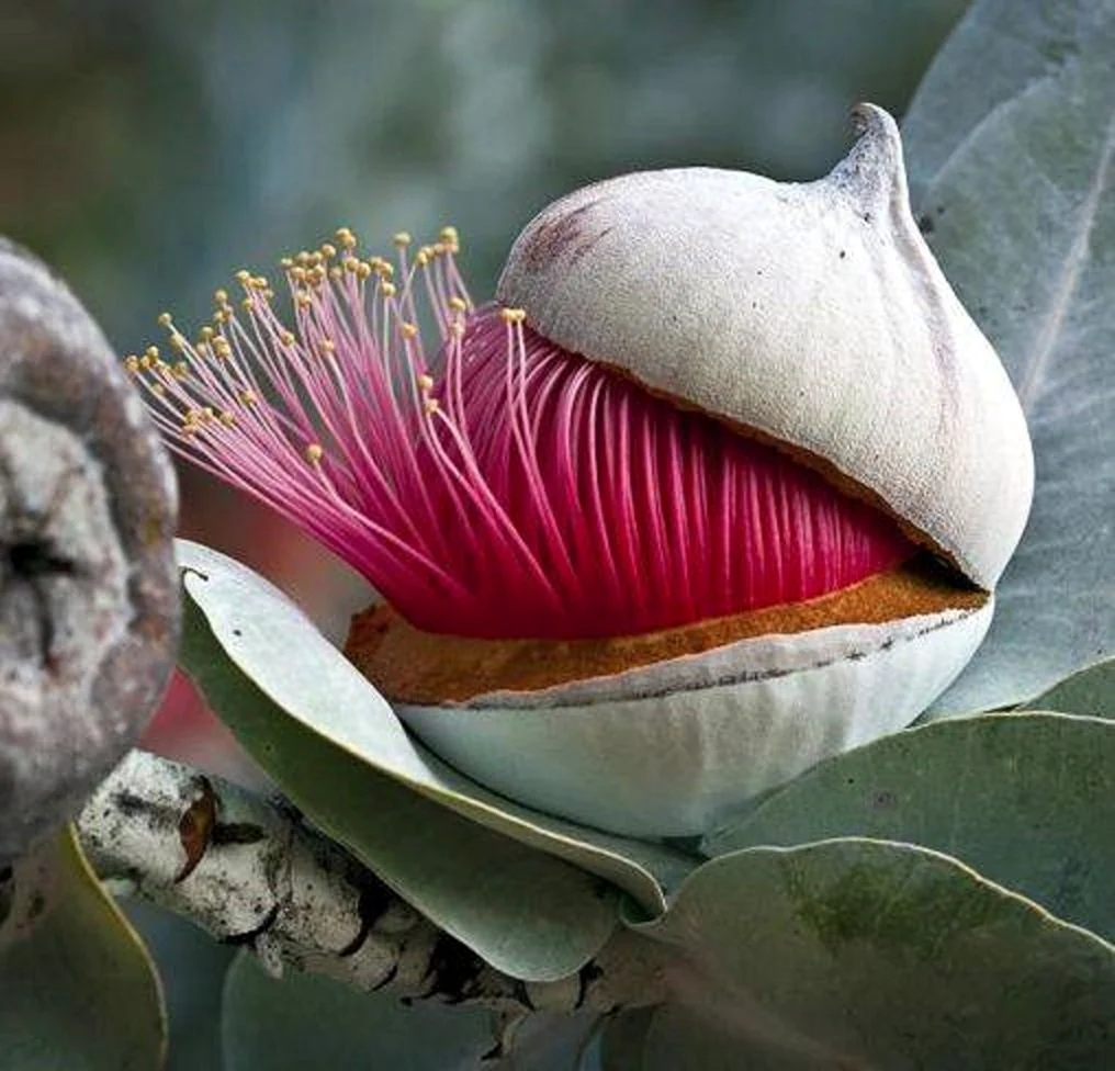 Экзотические цветы Австралии