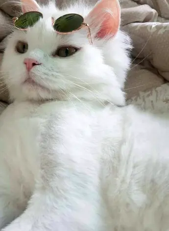 Эстетика кошек