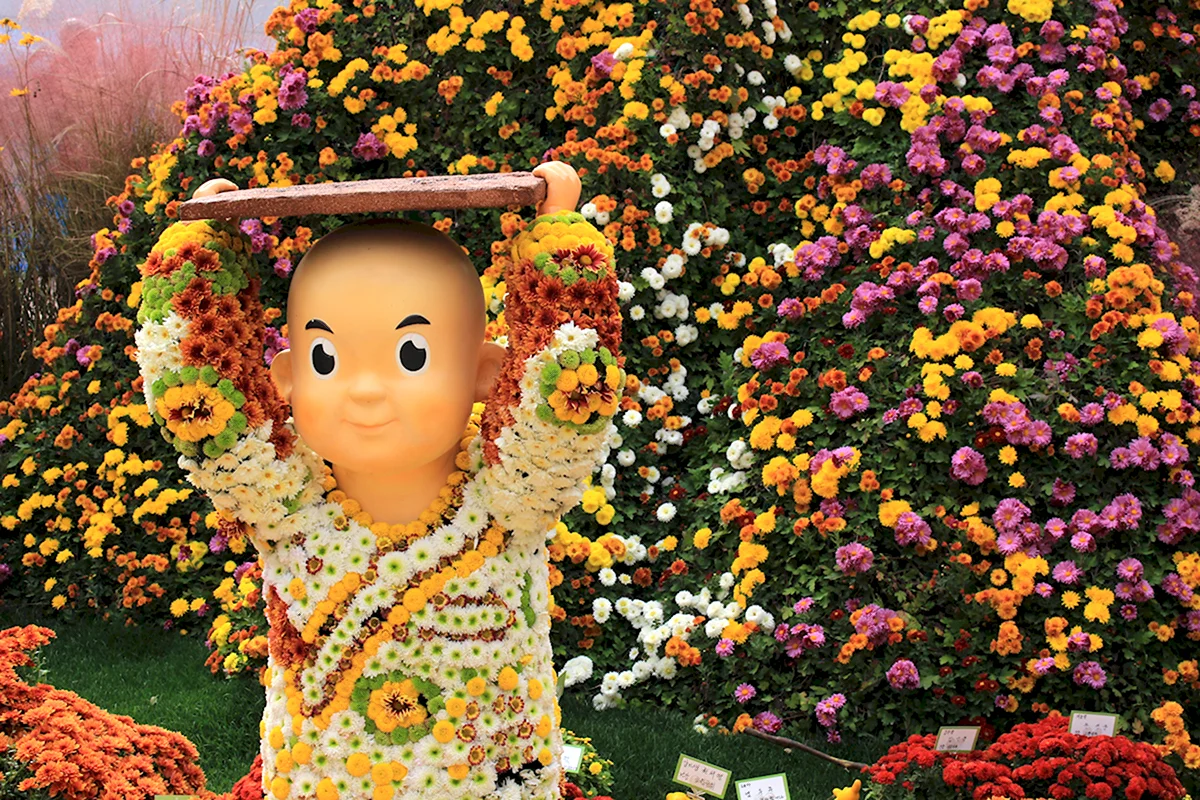 Фестиваль хризантем в Корее