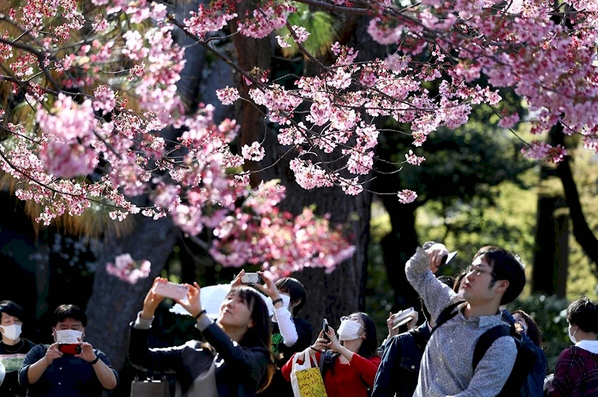 Фестиваль цветения Сакуры в Японии