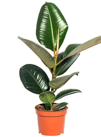 Фикус elastica robusta
