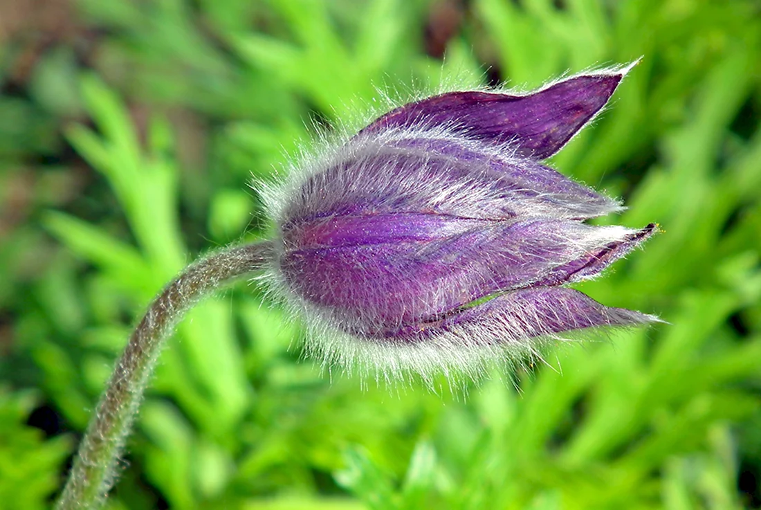 Фиолетовый мохнатый цветок