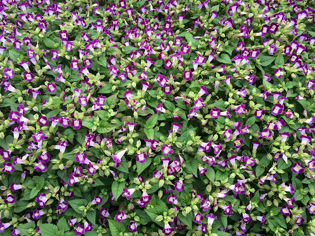 Фиолетовый почвопокровный кусты