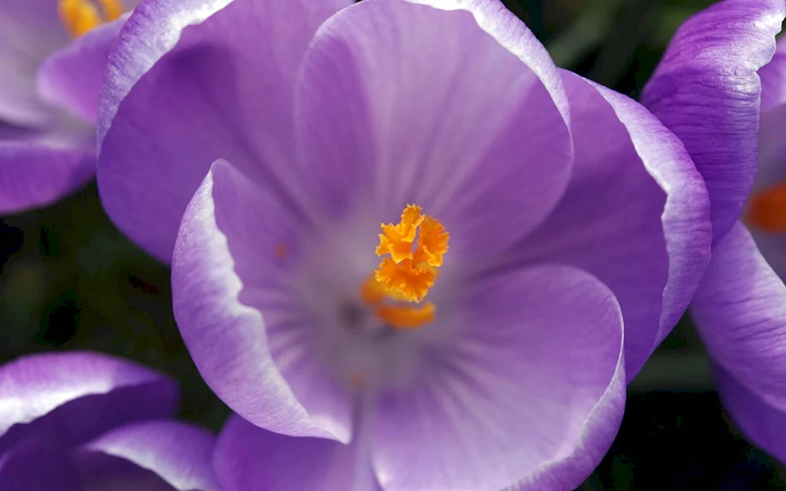 Фиолетовый цветок с желтой серединкой