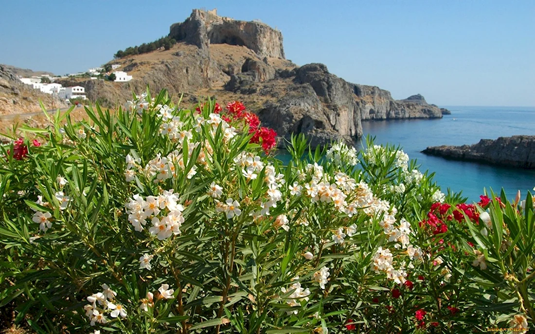 Флора Кипра Флора Средиземноморья