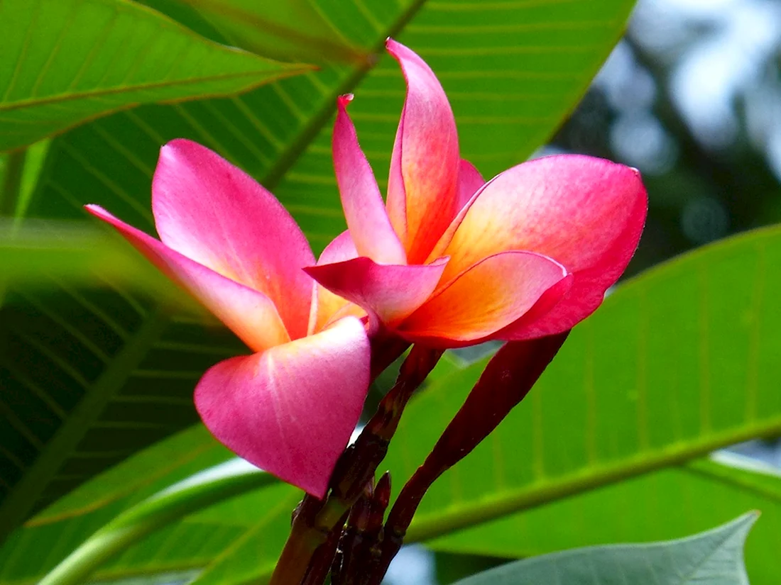 Флора Лаоса