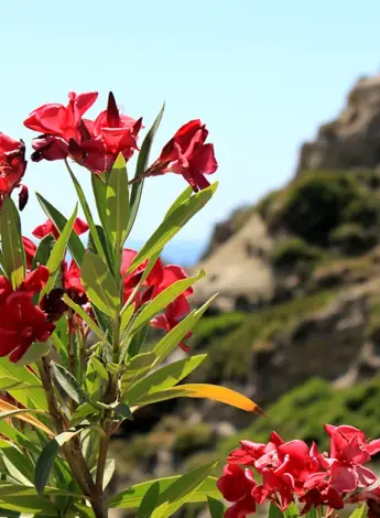 Флора Средиземноморья растения