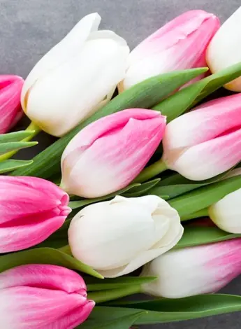 Фловерс Flowers цветы тюльпаны