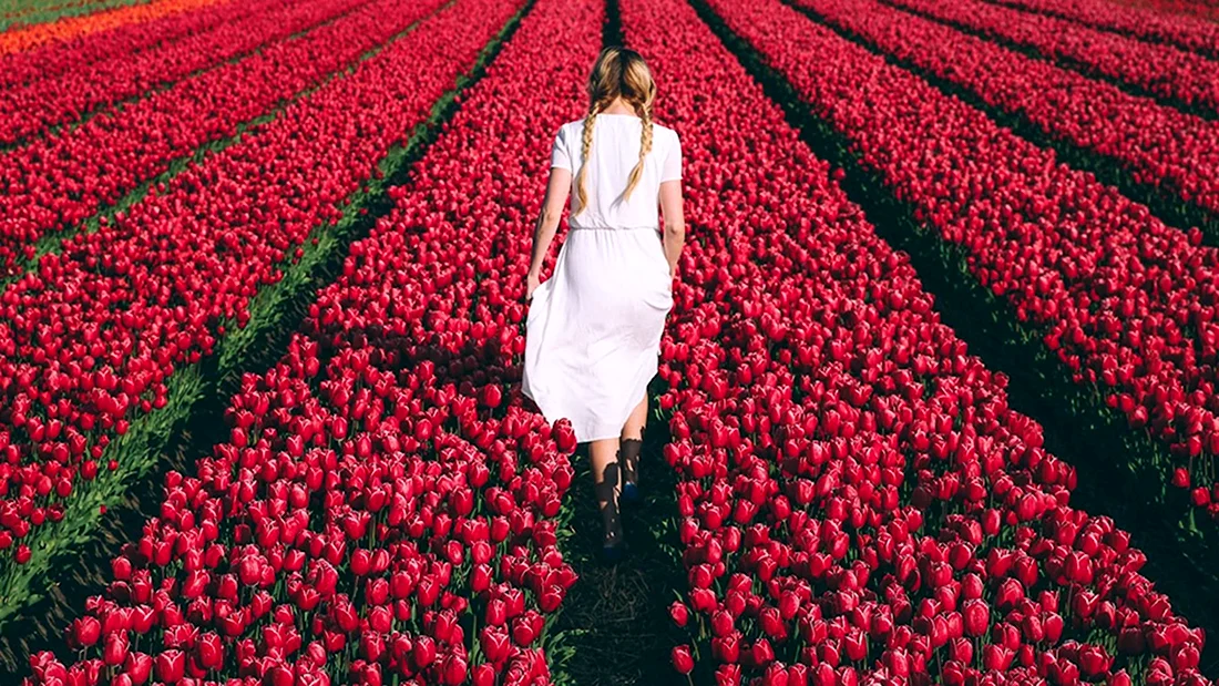 Фотосессия на тюльпановом поле