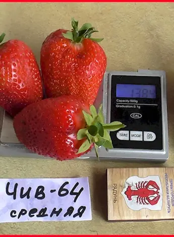 Гала чив сорт клубника
