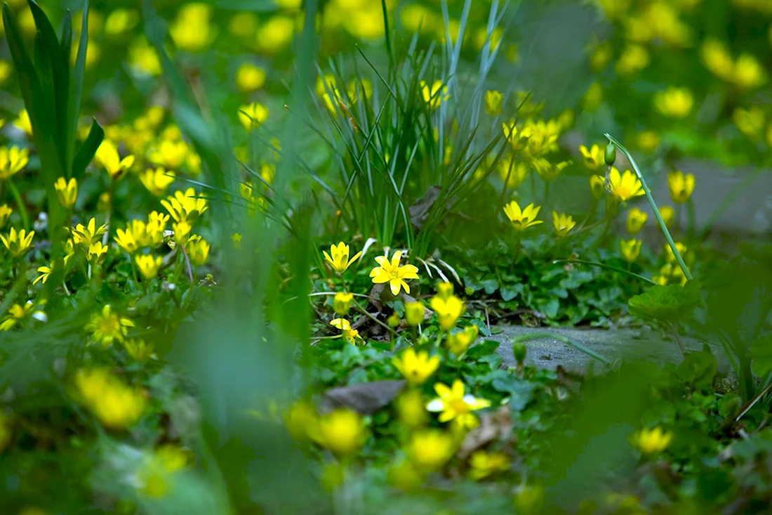 Газонная трава с желтыми цветочками