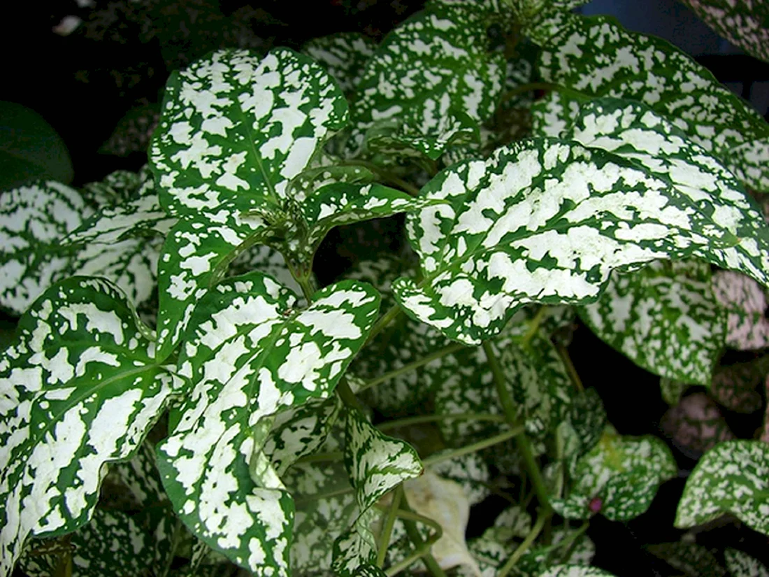 Гипоэстес листоколосковый