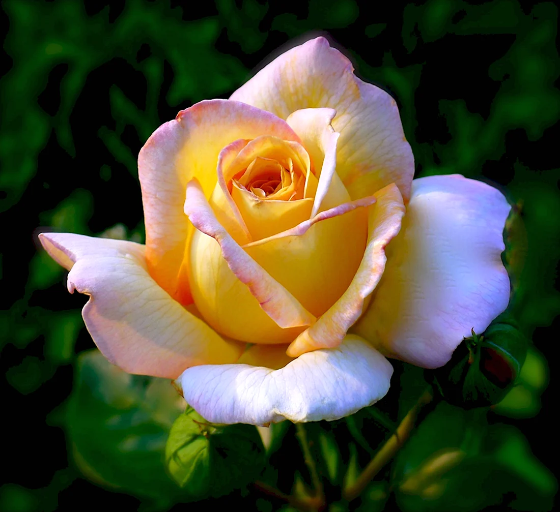 Глория желтая роза