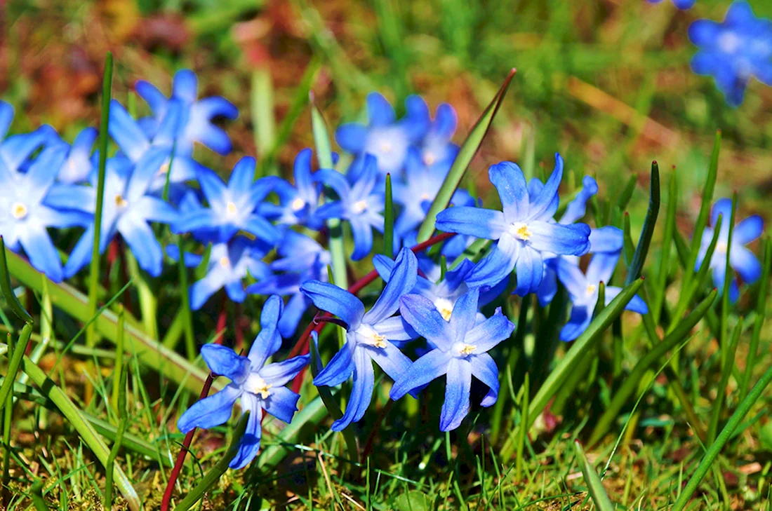 Голубенькие цветочки весенние