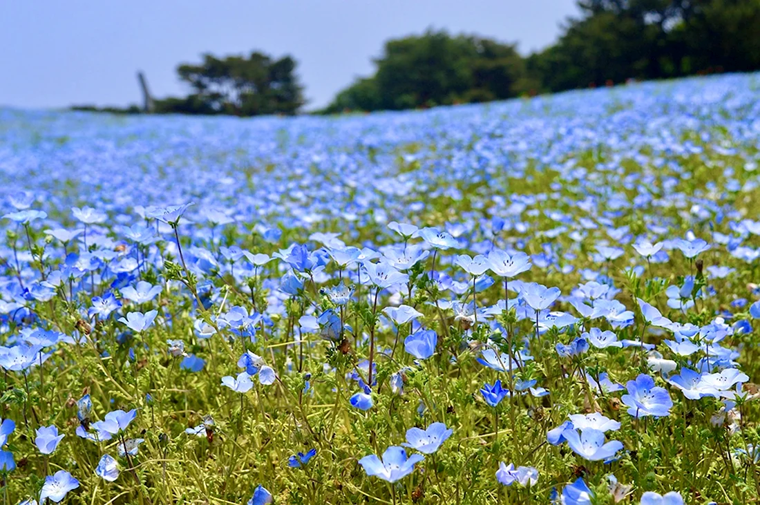 Голубые японские цветы