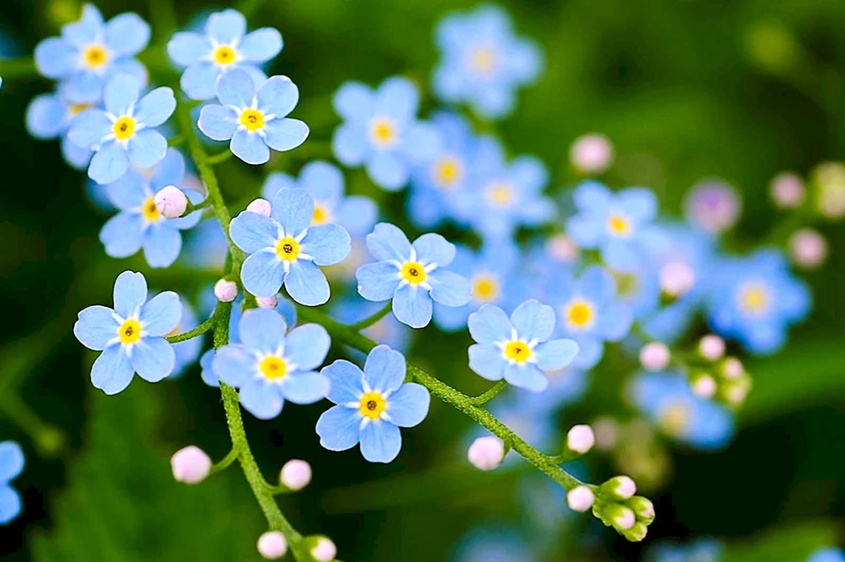 Голубые цветочки на ветке