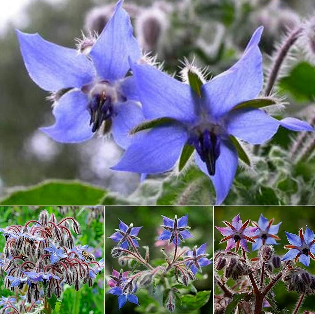 Голубые цветы огуречник
