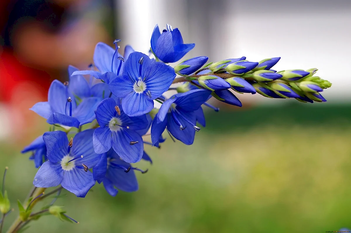 Голубые цветы полевые Вероника