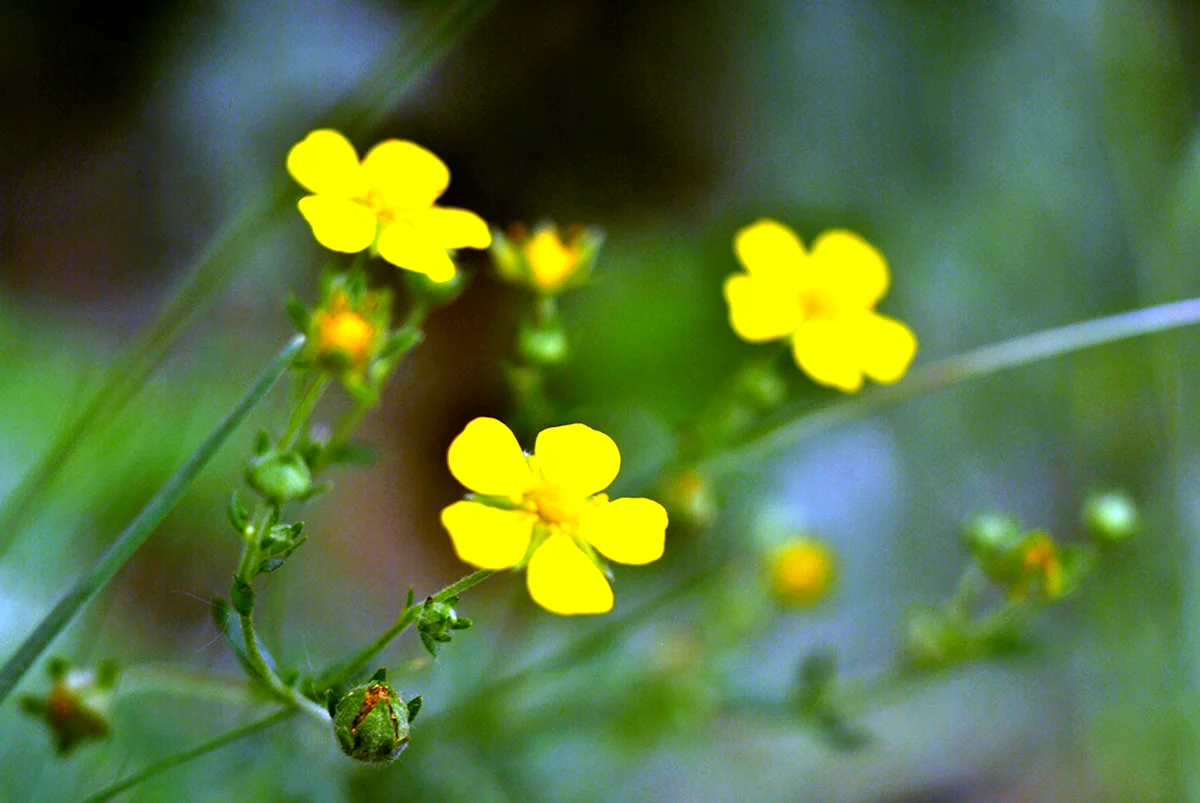 Горлянка трава с желтыми цветочками