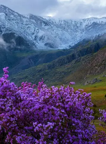 Горный Алтай весной маральник