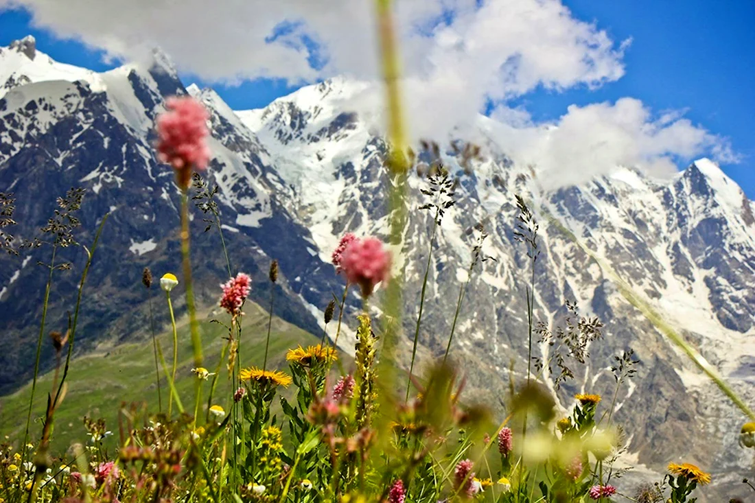 Горы Грузия цветок горный