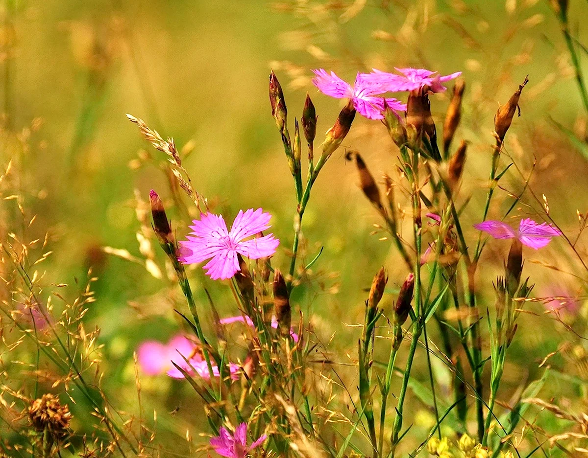 Гвоздика-травянка Луговой цветок