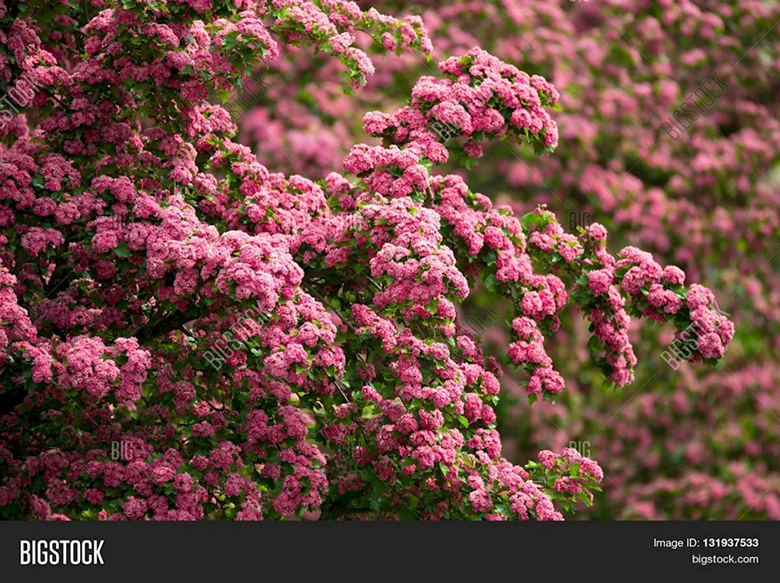 Hawthorn Pink