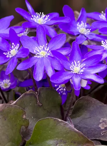 Hepatica Nobilis Purple Forest