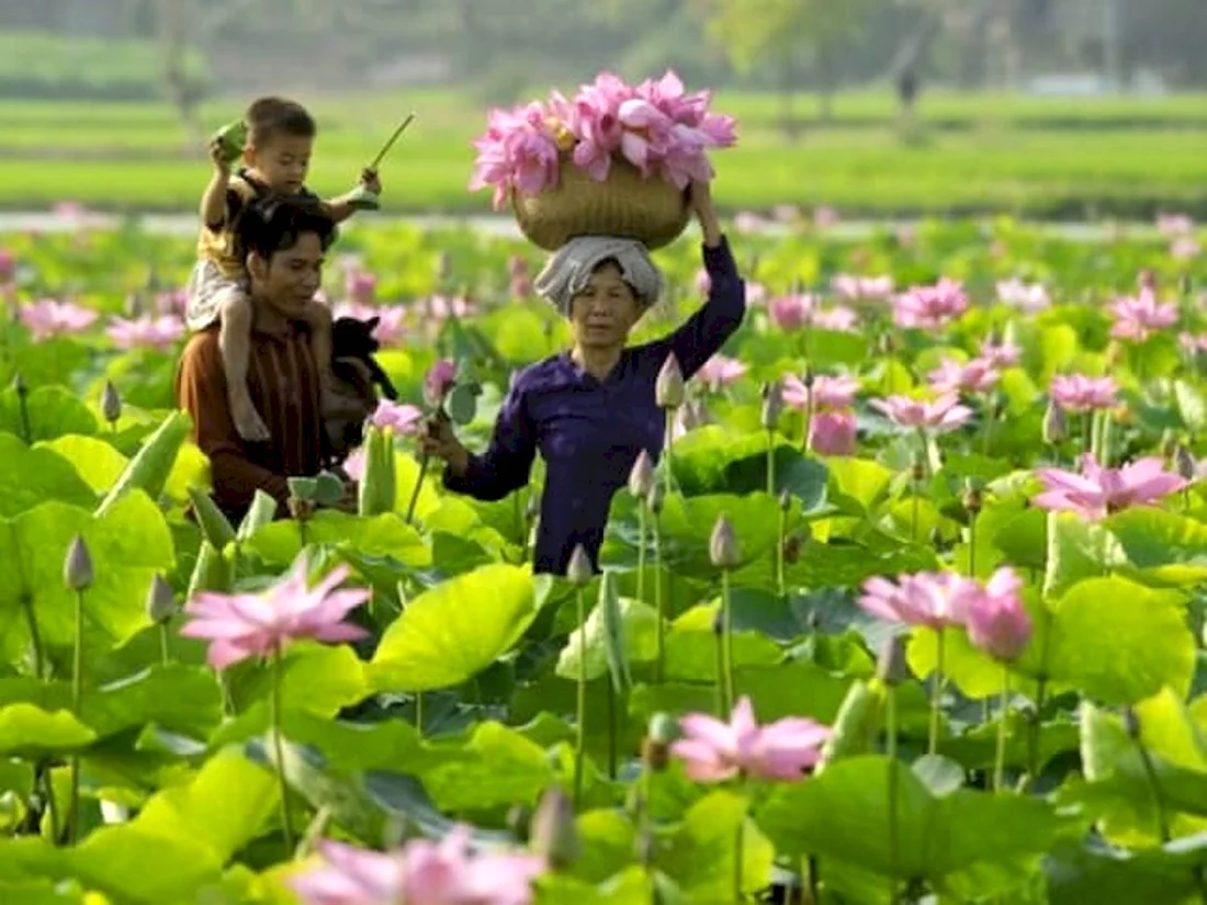 Hoa long Вьетнам