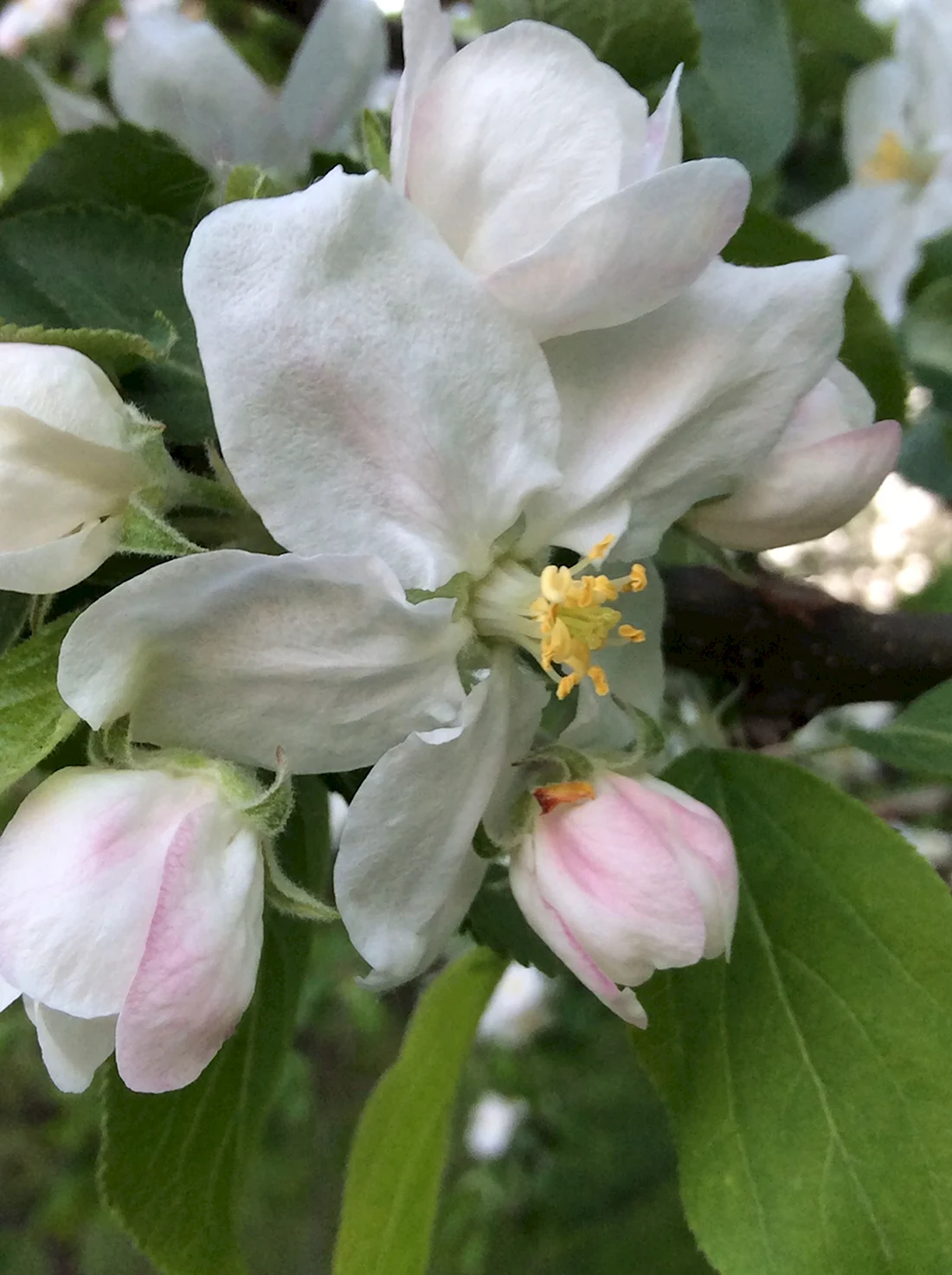 Яблоня Хелена цветение