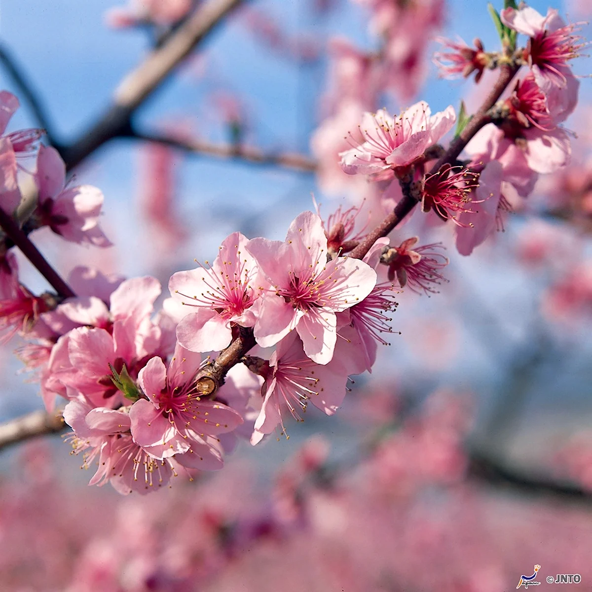Японский персик дерево