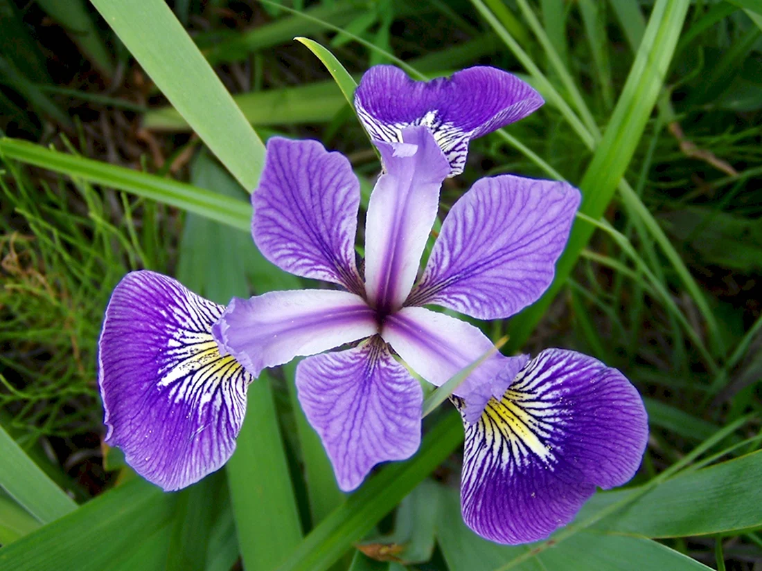 Ирис Iris versicolor