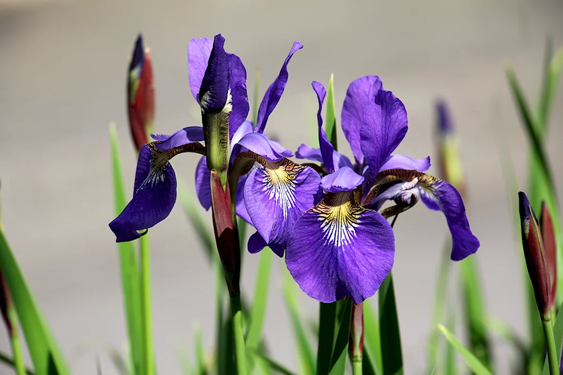 Ирис мечелистный Iris ensata