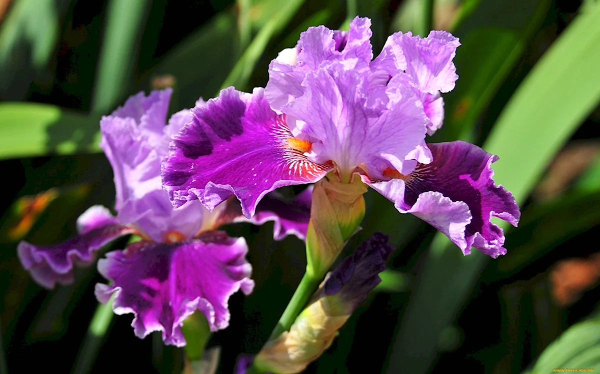 Ирис орхидейный