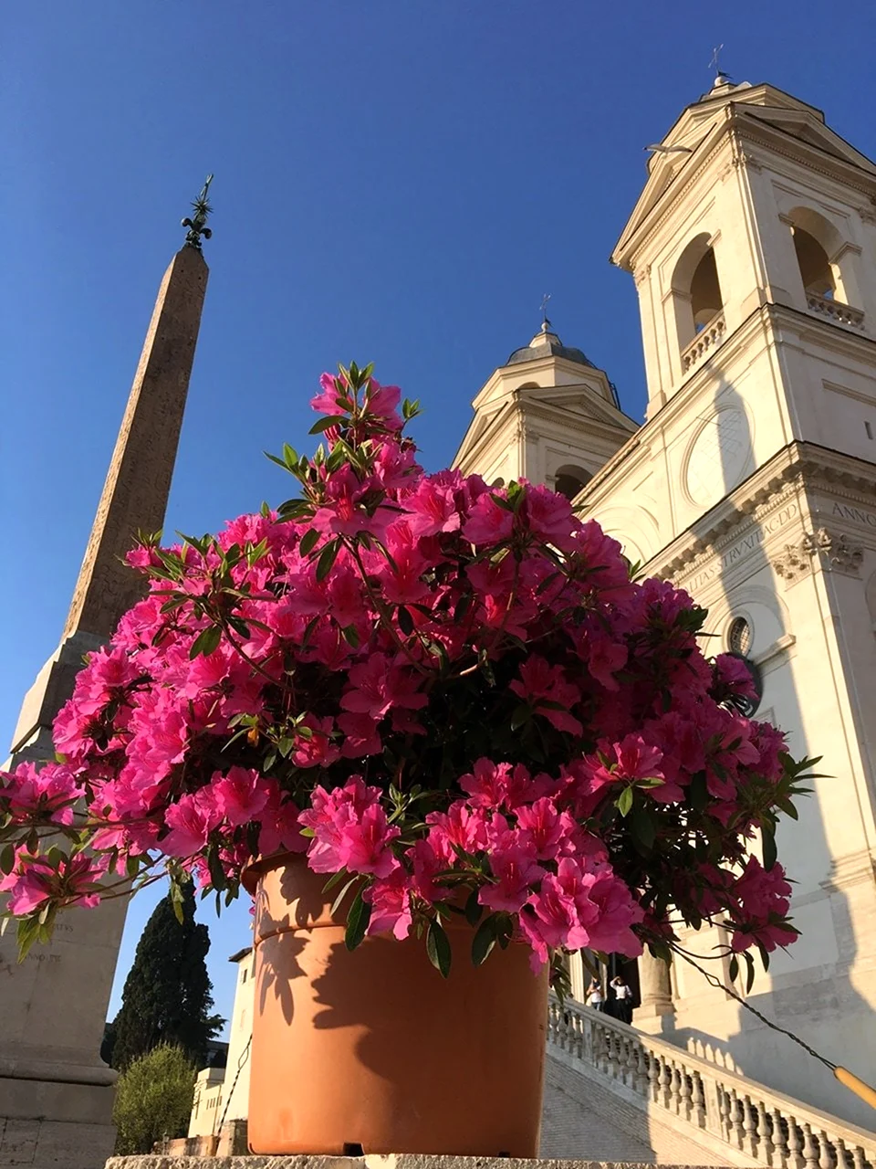 Италия цветы