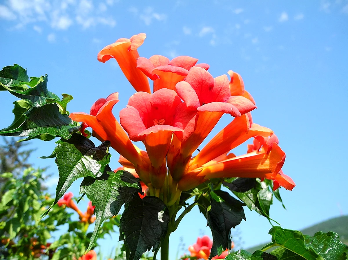 Южный цветок оранжевый горошек