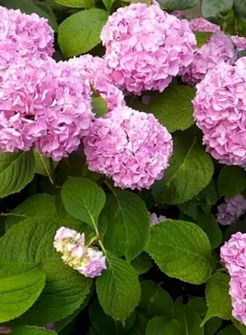 Калина бульденеж
