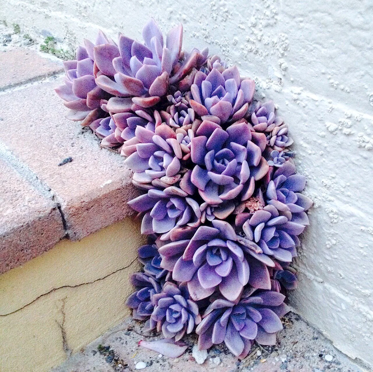 Каменная роза суккулент фиолетовая