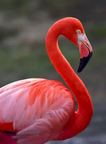 Карибский Фламинго