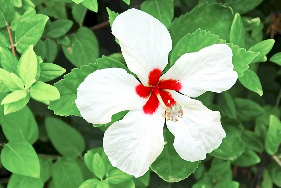 Каркаде цветок белый
