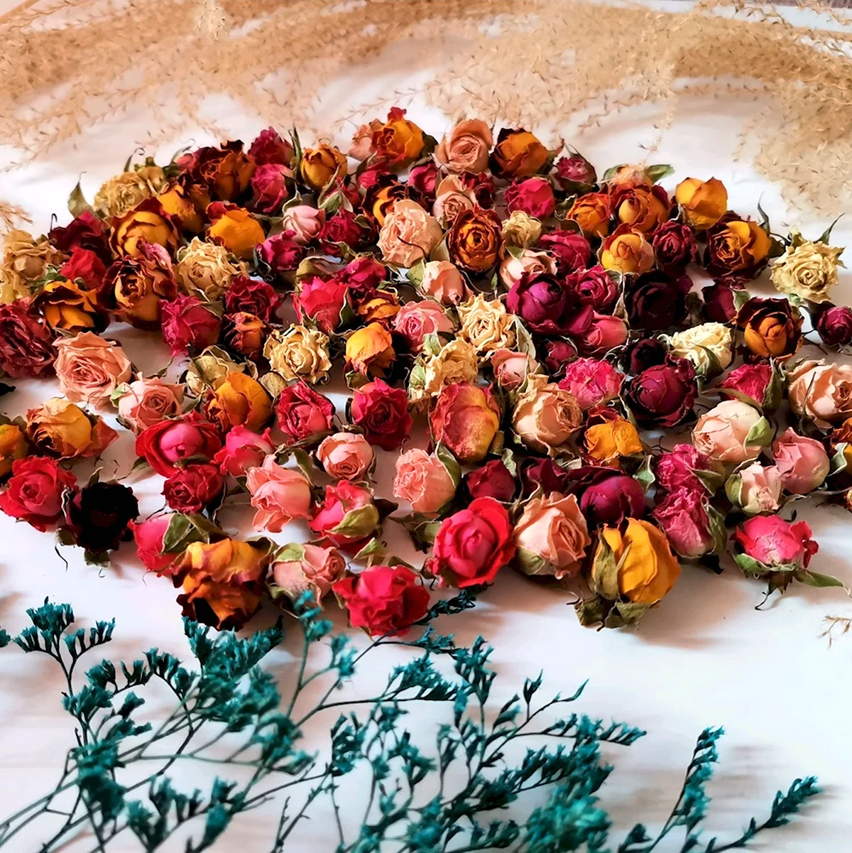Кавказская роза сухоцвет