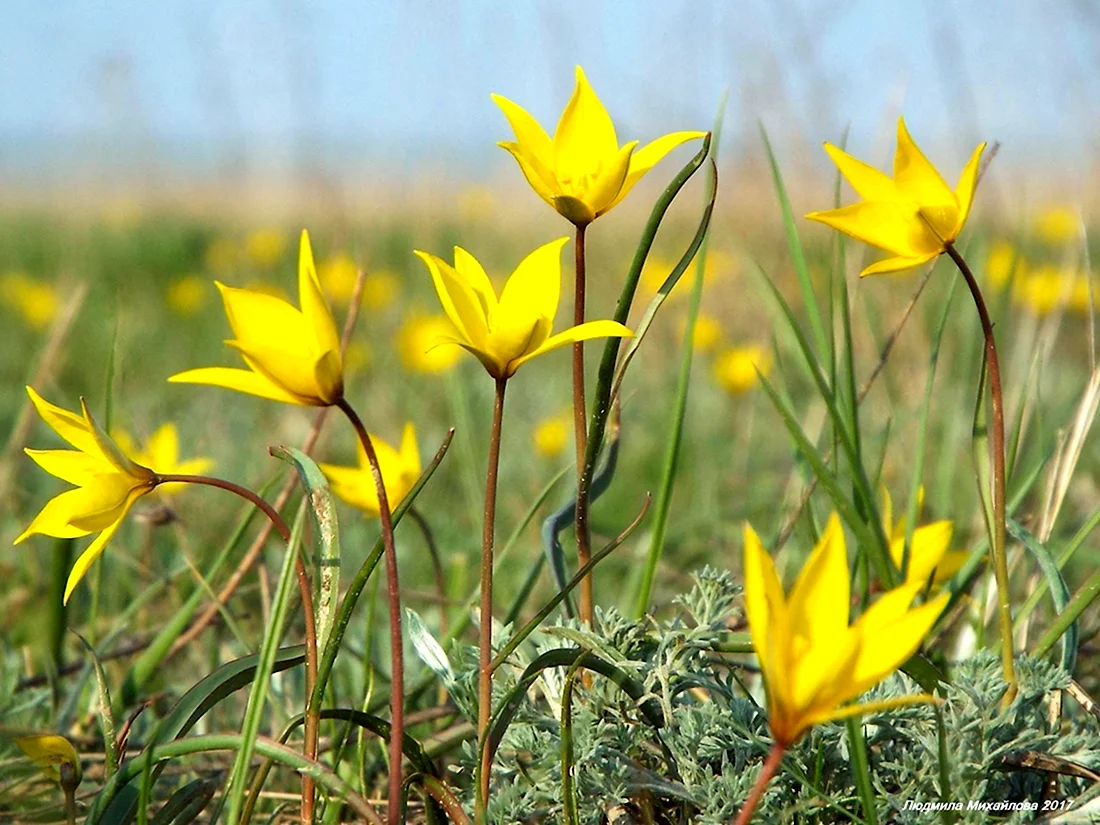 Казахстан желтые тюльпаны степные